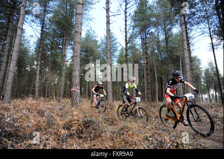 Woodbury Common, Devon, UK, 17. April 2016. Rennfahrer durchlaufen das Waldstück in Runde 1 von der South West MTB XC Mountainbike-Rennen im Woodbury Common in der Nähe von Exeter statt. @ David Partridge / Alamy Live News Stockfoto