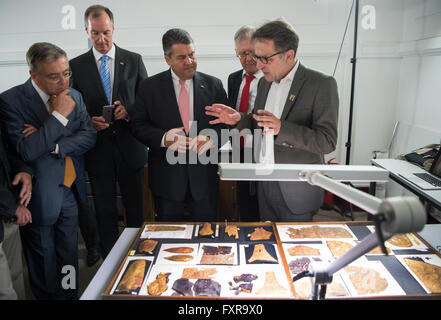 Kairo, Ägypten. 18. April 2016. Bundesminister für Wirtschaft und Energie, Sigmar Gabriel (C), besucht das ägyptische Nationalmuseum in Kairo, Ägypten, 18. April 2016. Gabriel (SPD), besucht die nordafrikanischen Länder Marokko und Ägypten mit einer Delegation bis Dienstag, 19 April. Foto: Bernd von Jutrczenka/Dpa/Alamy Live News Stockfoto