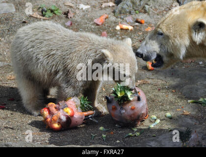 Brno, Tschechische Republik. 16. April 2016. Die Polar Bear Cub (links) ist weiblich Noira im ZOO von Brno, Tschechische Republik, 16. April 2016 benannt wurde. Rechts im Bild ihrer Mutter Cora. © Igor Zehl/CTK Foto/Alamy Live-Nachrichten Stockfoto