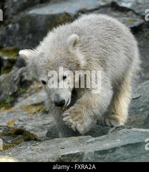 Brno, Tschechische Republik. 16. April 2016. Die Polar Bear Cub ist weiblich Noira im ZOO von Brno, Tschechische Republik, 16. April 2016 benannt wurde. © Igor Zehl/CTK Foto/Alamy Live-Nachrichten Stockfoto