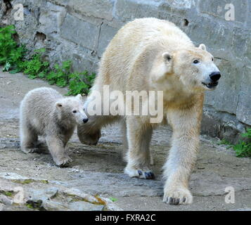 Brno, Tschechische Republik. 16. April 2016. Die Polar Bear Cub (links) ist weiblich Noira im ZOO von Brno, Tschechische Republik, 16. April 2016 benannt wurde. Rechts im Bild ihrer Mutter Cora. © Igor Zehl/CTK Foto/Alamy Live-Nachrichten Stockfoto