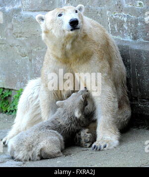 Brno, Tschechische Republik. 16. April 2016. Die Polar Bear Cub (unten) ist weiblich Noira im ZOO von Brno, Tschechische Republik, 16. April 2016 benannt wurde. Im Bild oben ihre Mutter Cora. © Igor Zehl/CTK Foto/Alamy Live-Nachrichten Stockfoto