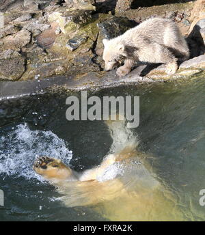 Brno, Tschechische Republik. 16. April 2016. Die Polar Bear Cub (oben) ist weiblich Noira im ZOO von Brno, Tschechische Republik, 16. April 2016 benannt wurde. Ihre Mutter Cora in das Wasser abgebildet. © Igor Zehl/CTK Foto/Alamy Live-Nachrichten Stockfoto