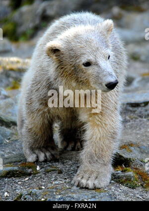 Brno, Tschechische Republik. 16. April 2016. Die Polar Bear Cub ist weiblich Noira im ZOO von Brno, Tschechische Republik, 16. April 2016 benannt wurde. © Igor Zehl/CTK Foto/Alamy Live-Nachrichten Stockfoto