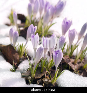 Krokusse unter Schnee Stockfoto