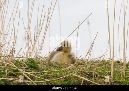 Entspannung in den Rasen gelb Graugänse gosling Stockfoto