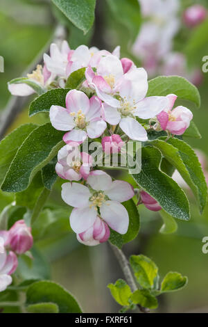 Apfelblüte im Frühjahr Baum; Nahaufnahme der Blüten. Stockfoto