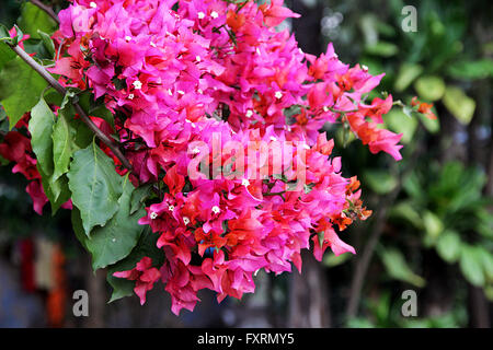 Jede Menge rosa und rote Bougainvillea-Blüten mit grünen Blättern Stockfoto