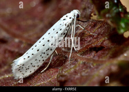 Vogel-Kirsche Hermelin (Yponomeuta Evonymella). Weißes Insekt mit schwarzen Flecken in Familie Gespinstmotte, markante Muster Stockfoto