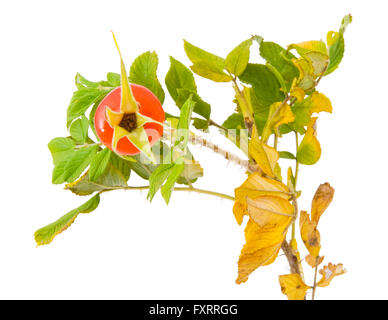 Zweig von einem japanischen rose, Rosa Rugosa, mit eine Hagebutte, isoliert Stockfoto