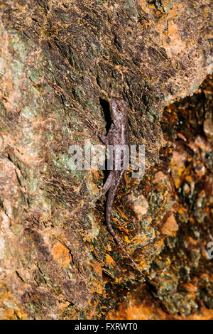 Kleine Eidechse in Sonne klammerte sich an Felsen Stockfoto