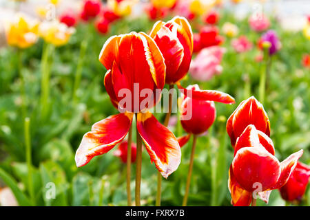 Rote Tulpen im Vordergrund Grünpflanzen Hintergrund Stockfoto