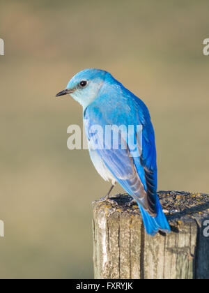 Eine männliche Mountain Bluebird (Sialia Currucoides), thront auf einem Zaunpfahl. Francis Viewpoint, Beaverhill Lake, Alberta, Kanada. Stockfoto