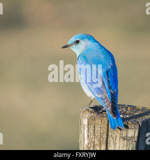Eine männliche Mountain Bluebird (Sialia Currucoides), thront auf einem Zaunpfahl. Francis Viewpoint, Beaverhill Lake, Alberta, Kanada. Stockfoto