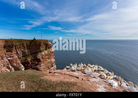 Basstölpel (Sula Bassana), schöne Seevogel, sitzen auf dem Nest mit blauen Meerwasser im Hintergrund die Insel Helgoland, Stockfoto