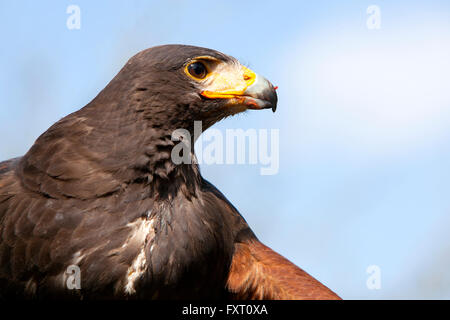 Leiter der Harris Hawk mit blutigen Fleisch auf Schnabel gegen blauen Himmel Stockfoto