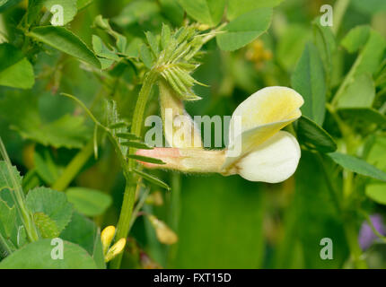 Behaarte gelbe Wicke - Vicia Hybrida Klettern Blume aus Zypern Stockfoto