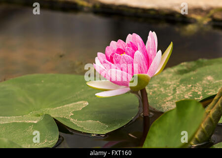 Pink Lotus im pool Stockfoto
