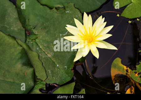 Schöne gelbe lotus Stockfoto