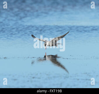 Küstenseeschwalbe (Sterna Paradisaea), Australien Stockfoto