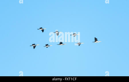 Trauerschnäpper Kormorane fliegen in V-Formation (Phalacrocorax Varius), dem Coorong National Park, Fleurieu Peninsula, South Australia Stockfoto