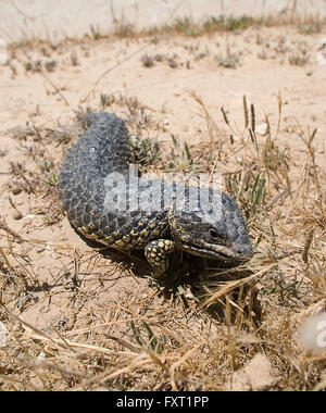 Blaue Zunge Skink oder Shingleback (Tiliqua Rugosa), dem Coorong National Park, Fleurieu Peninsula, South Australia Stockfoto