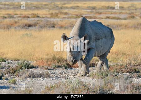 Spitzmaulnashorn (Diceros Bicornis), Männchen, Wandern, Etosha Nationalpark, Namibia Stockfoto