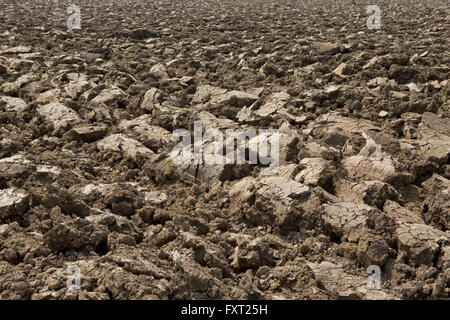 Frisch gepflügtes Feld im Frühjahr, Lodi, Lombardei, Italien Stockfoto