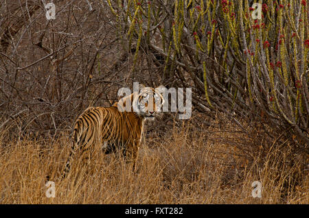 Männliche indische oder Bengal-Tiger (Panthera Tigris Tigris) im trockenen laubwechselnden Lebensraum, Ranthambore Nationalpark, Rajasthan, Indien Stockfoto