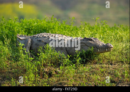 Mugger-Krokodil oder indischen Sumpf-Krokodil (Crocodylus Palustris), Rajasthan, Indien Stockfoto