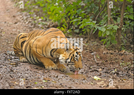 Bengalen oder indischer Tiger (Panthera Tigris Tigris) trinken aus einer kleinen Pfütze, Ranthambhore National Park, Rajasthan, Indien Stockfoto