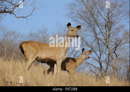 Alert weibliche Sambar Hirsche (Rusa unicolor) mit Faon in Trockenrasen, Ranthambhore National Park, Rajasthan, Indien Stockfoto