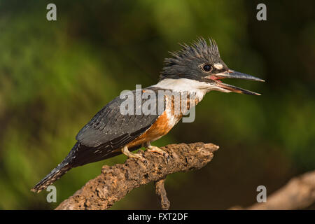 Beringt, Kingfisher (Megaceryle Torquata), Pantanal, Brasilien Stockfoto