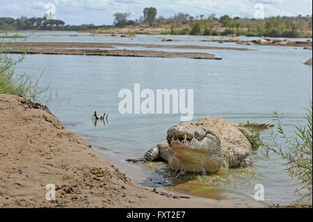 Nil-Krokodil (Crocodylus Niloticus) liegen in einem Flussufer, Tsavo East Nationalpark, Kenia Stockfoto