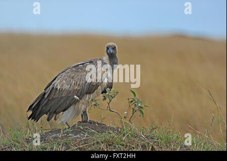 Weißrückenspecht Geier (abgeschottet Africanus) sitzt auf einer Termite Mound, Masai Mara National Reserve, Kenia Stockfoto