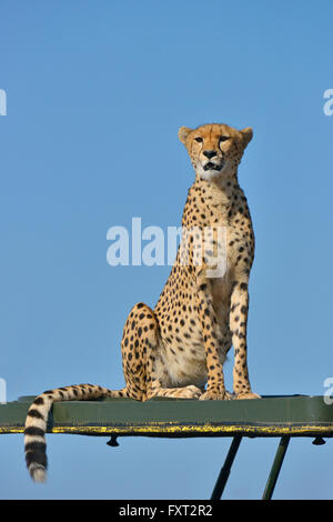 Geparden (Acinonyx Jubatus) sitting on Top of eine touristische Fahrzeug, Masai Mara National Reserve, Kenia Stockfoto