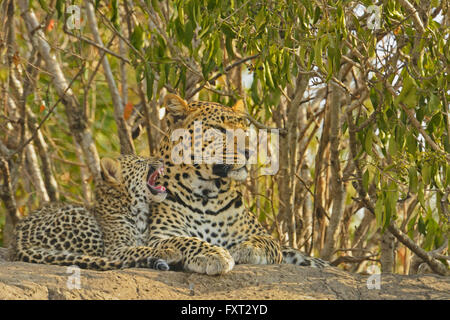 Afrikanischer Leopard (Panthera Pardus Pardus) und ihrem jungen Cub auf einem Felsen, Masai Mara National Reserve, Kenia Stockfoto