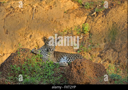 Sri Lanka-Leopard (Panthera Pardus Kotiya, Ceylon-Leopard) auf einem Felsen, Yala-Nationalpark, Sri Lanka Stockfoto