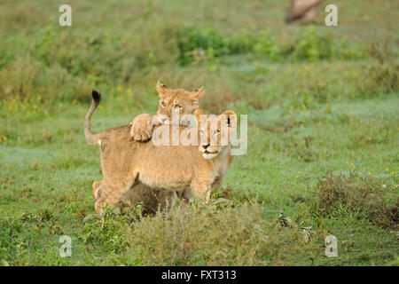 Löwen (Panthera Leo), Cubs, Ndutu, Ngorongoro Conservation Area, Tansania Stockfoto