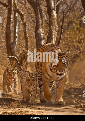 Bengal-Tiger (Panthera Tigris Tigris), Tigerin mit drei jungen Jungen, Ranthambhore National Park, Rajasthan, Indien Stockfoto