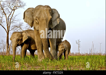 Asiatische oder asiatische Elefant (Elephas Maximus), weiblich mit ihren Kälbern, Kaziranga Nationalpark, Assam, Indien Stockfoto