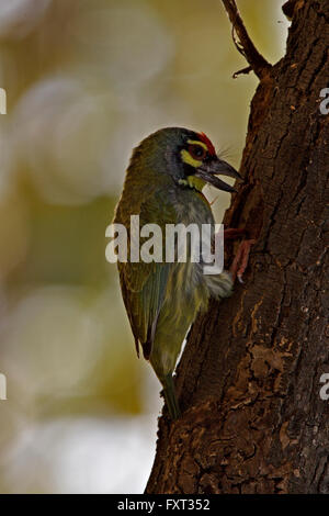 Kupferschmied Barbet oder Crimson breasted Barbet (Megalaima Haemacephala), Keoladeo National Park, Bharatpur, Rajasthan, Indien Stockfoto