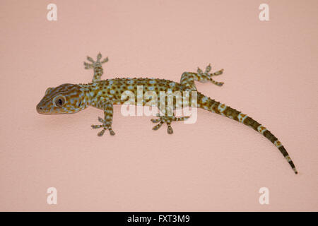 Gecko an der Wand Stockfoto