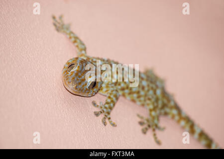 Gecko an der Wand Stockfoto