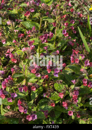 Pulmonaria Rubra 'Redstart' Blumen Stockfoto