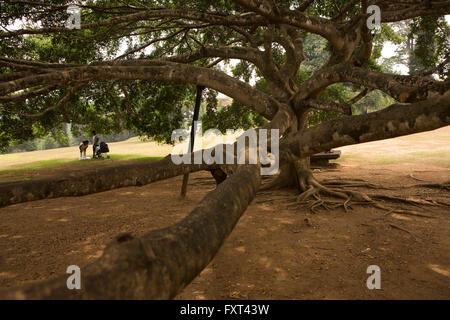 Sri Lanka, Kandy, Peradeniya botanische Gärten, große Liegewiese, Java Feigenbaum Stockfoto