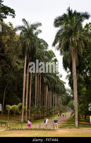 Sri Lanka, Kandy, Royal Palm Avenue Stockfoto