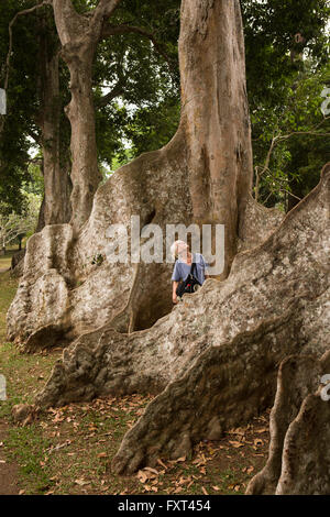 Sri Lanka, Kandy, Peradeniya Botanical Gardens, Tourist unter riesigen Java Mandel Baumwurzeln Stockfoto