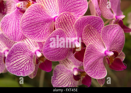 Sri Lanka, Kandy, Peradeniya Botanical Gardens, Orchid House, bunten Orchideen Stockfoto