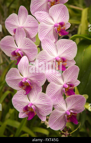 Sri Lanka, Kandy, Peradeniya Botanical Gardens, Orchid House, bunten Orchideen Stockfoto